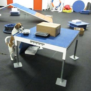 Why Nosework Might Be the Best Thing You Can Do for Your Dog (And Why It’s More Than Just a Game)