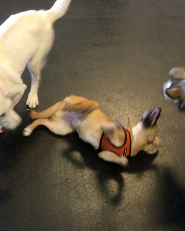 #Puppies Nikki and Sumi were playing ring around the Ruby at #puppyplaygroup , and she was loving it just as much as they were!
#zoomroombel