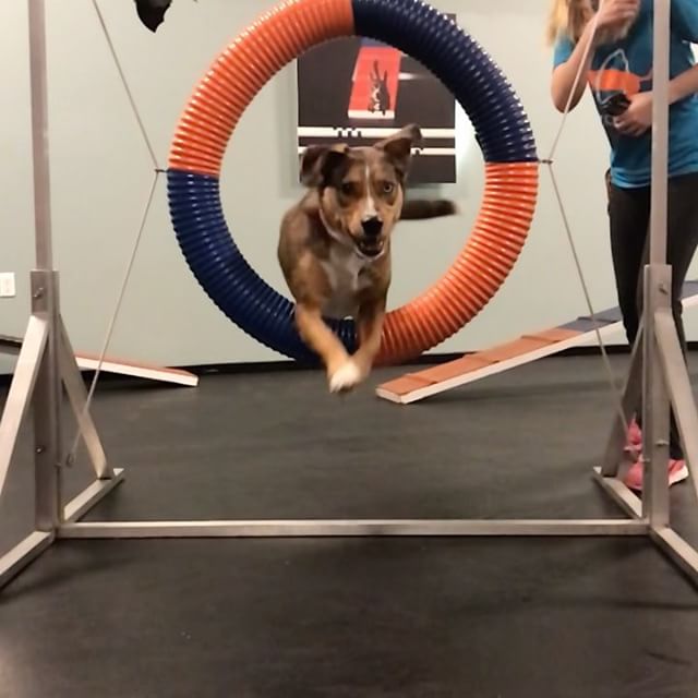 Remi sure does love practicing the tire during Private Gym! ?

#agility #dogsofinstagram #catahoulaleoparddog