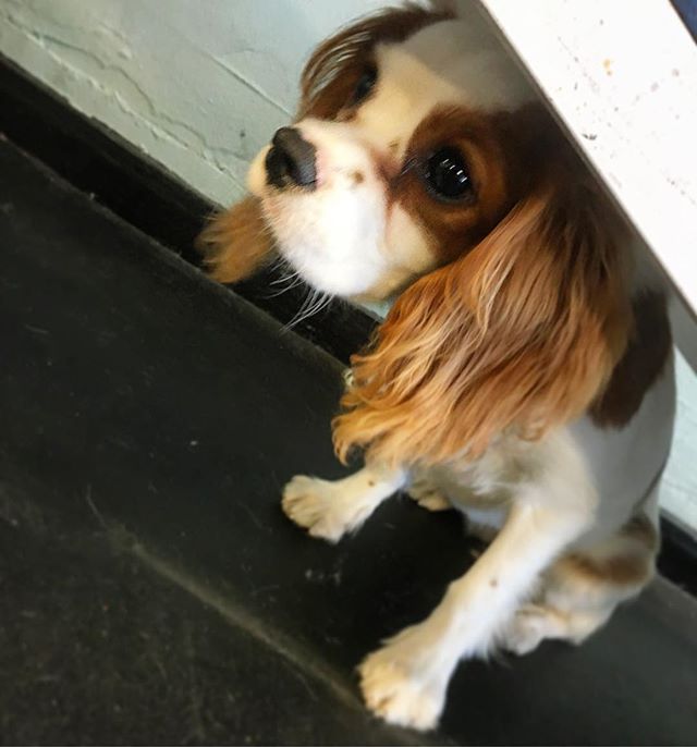 #dogofthemonth Olive takes a different approach to #agility and prefers to sit under the equipment, instead of walking on top! #ZoomRoomBelm