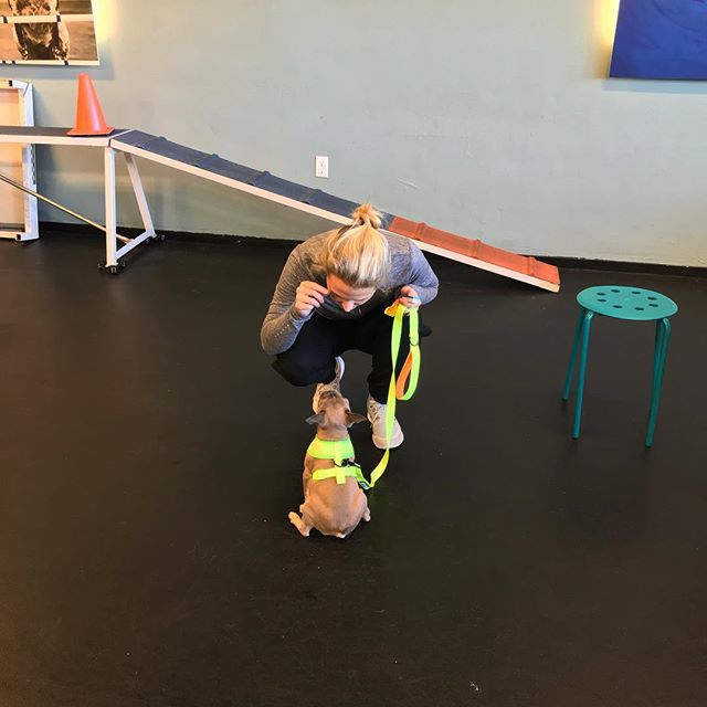 Gus the #frenchie is way too busy focusing on that treat to worry about photos! #focused #positivereinforcement #givehimthecookie