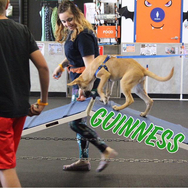 Check out our Puppy Obedience class this morning during our exposure training exercise!! Way to go Guinness, Sir Viggo & Baxter!! We can't w