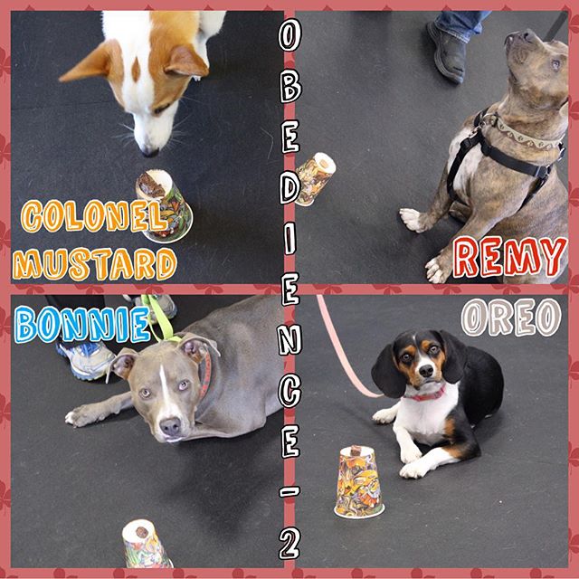 Check out our Obedience 2 practicing elevated Leave Its!! All treats remained on the cups... even Colonel Mustards (he just wanted a good wh