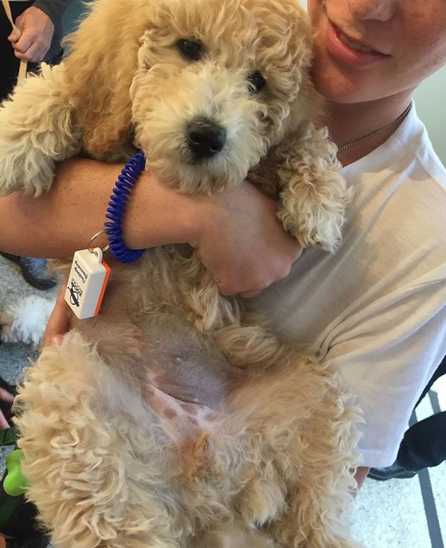 Marley's second puppy class with Jamie. Getting ready for that Puppy Agility coming up next! #dogtraining #shermanoaks #studiocity #encino #