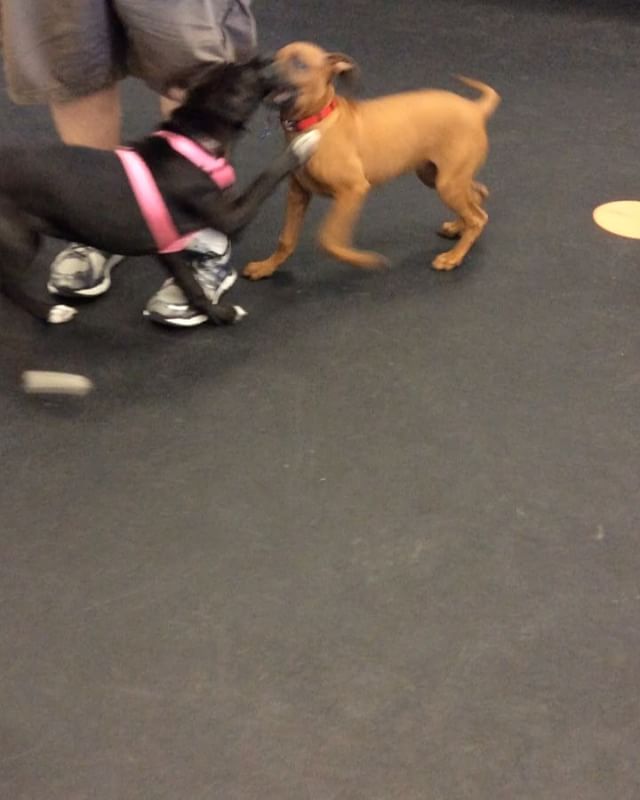 Check out Viggo (Ridgeback) & Abby (lab mix) during Puppy Obedience playtime today! They played so well together, it was like they were mean