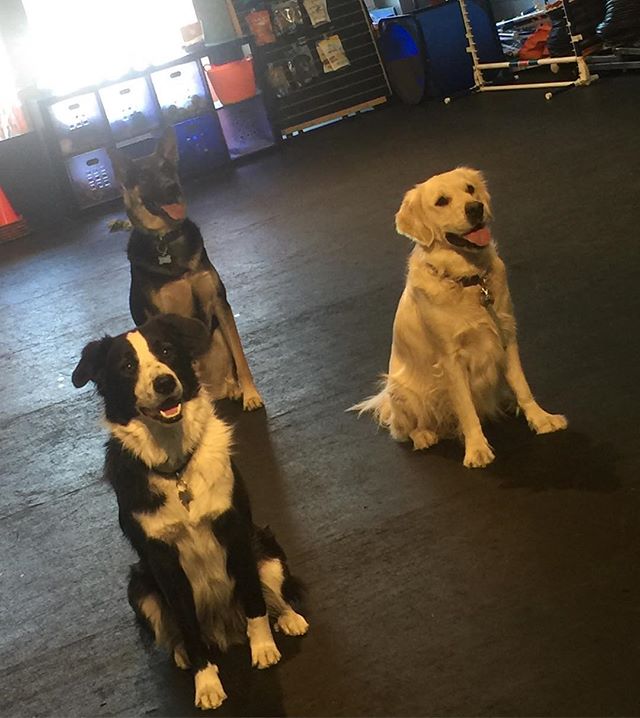 Obedience ??? #shermanoaks #germanshepherd #goldenretriever