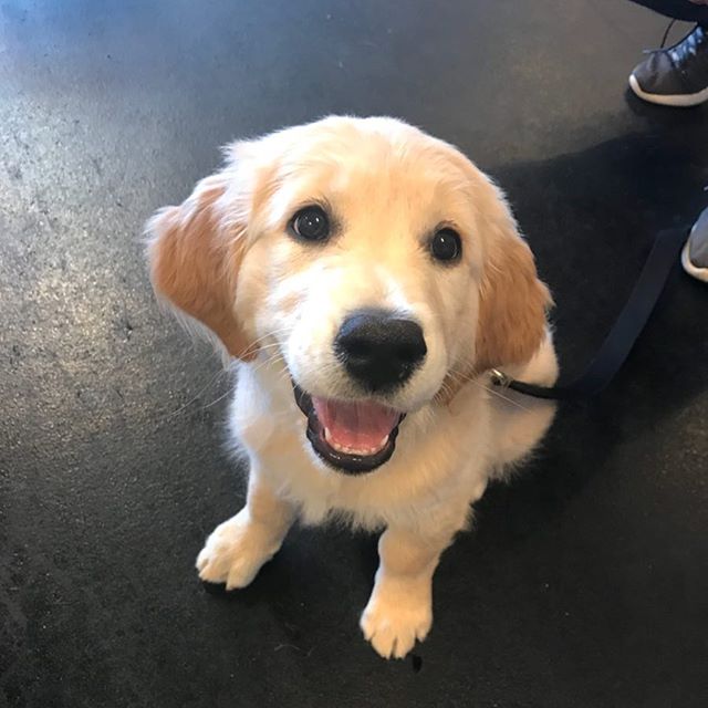 Maizey was practicing her sit command during Puppy Obedience. Do you think she has it down yet? 
#dogsofinstagram #puppies #labrador #throwb