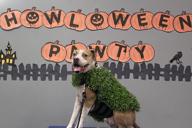Check out some of the costumes these pups showed up in to our Howloween Pawty! So creative, festive and puny! Congrats to our costume and tr