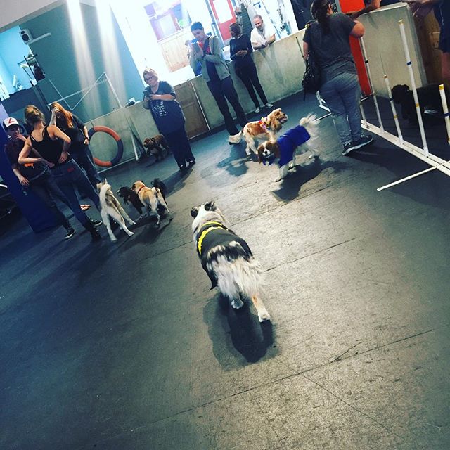 Thank you to everyone that participated in our 2017 #Doomroom2017 #Howloween Party! Happy Howloween to you and your pets! ??