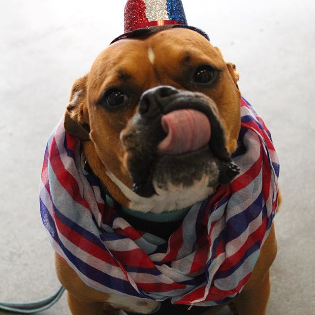 Check out our November Dog of the Month, Marlee! She has been zooming with us since December of 2016! She loves anything mom & dad are eatin