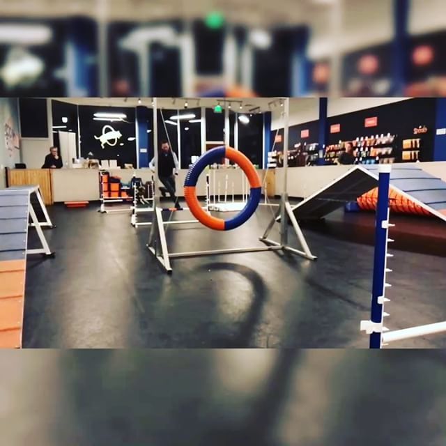 There was a lion in #agility on Halloween!!! However, he looked an awful lot like a certain #boston we know....