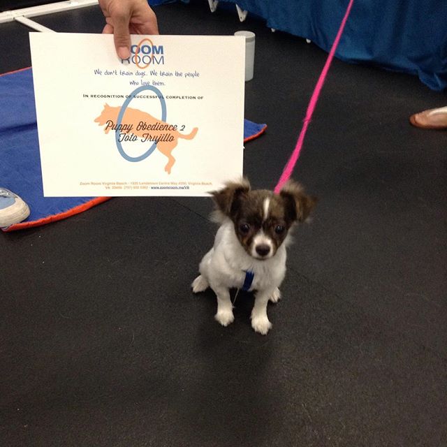 Toto graduated Puppy 2 Obedience today!  Great job Toto!  #zoomroomvirginiabeach #dogsofinstagram #dogsofvirginiabeach #chihuahuasofinstagra