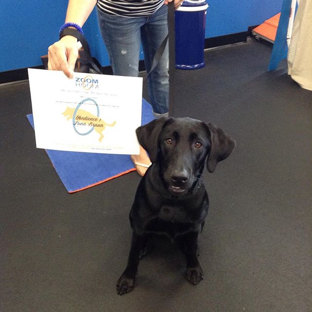 Luna graduated Obedience 1 today! Great job! ?? #zoomroomvirginiabeach #dogsofinstagram #dogsofvirginiabeach #blacklab #labsofinstagra