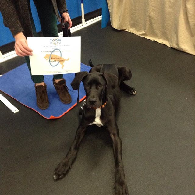 Brogan graduated Obedience 1 today! Good job Brogan! #zoomroomvirginiabeach #dogsofinstagram #dogsofvirginiabeach #virginiabeach #greatdane