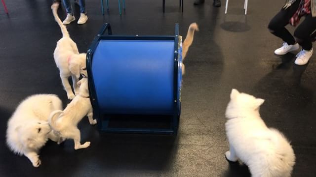 Everybody loves playing in the tunnel during Puppy Preschool!

#puppies #agility #playtime