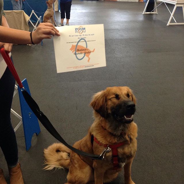 Carmela was so excited to pass Obedience 1 today! Awesome job! ?? #zoomroomvirginiabeach #dogsofinstagram #virginiabeach #dogsofvirgin