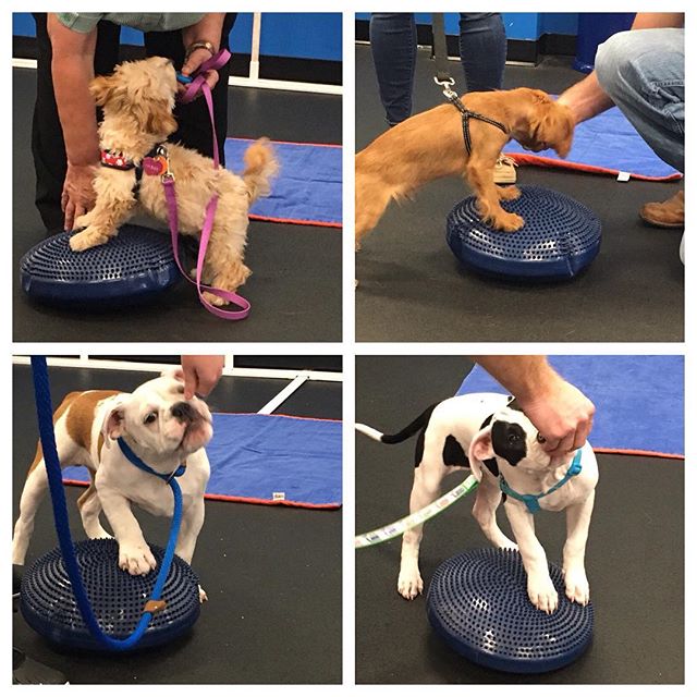 All the puppies had so much fun in Puppy Preschool today working on their balance and being introduced to some new experiences!  #dogsofvirg