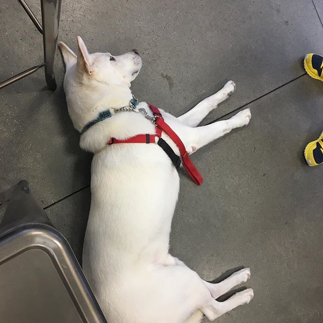 Buzz was wiped out after Agility class tonight! #zoomroom #zoomroomvirginiabeach #dogsofinstagram #whitesheperdsofinstagram #agility