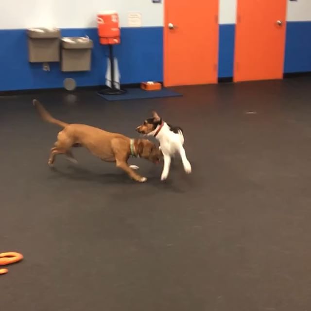 Maybeline requested a play date with her boyfriend Bruce tonight. It’s amazing to see her play and have fun when not in a large group of d