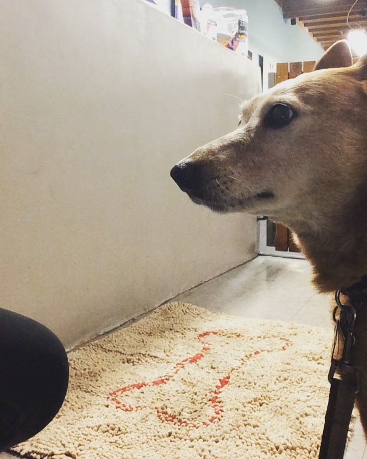 Cute Kylie the #cattledog giving Sarah, the trainer, some shakes and high fives #zoomroom #zoomroomcc