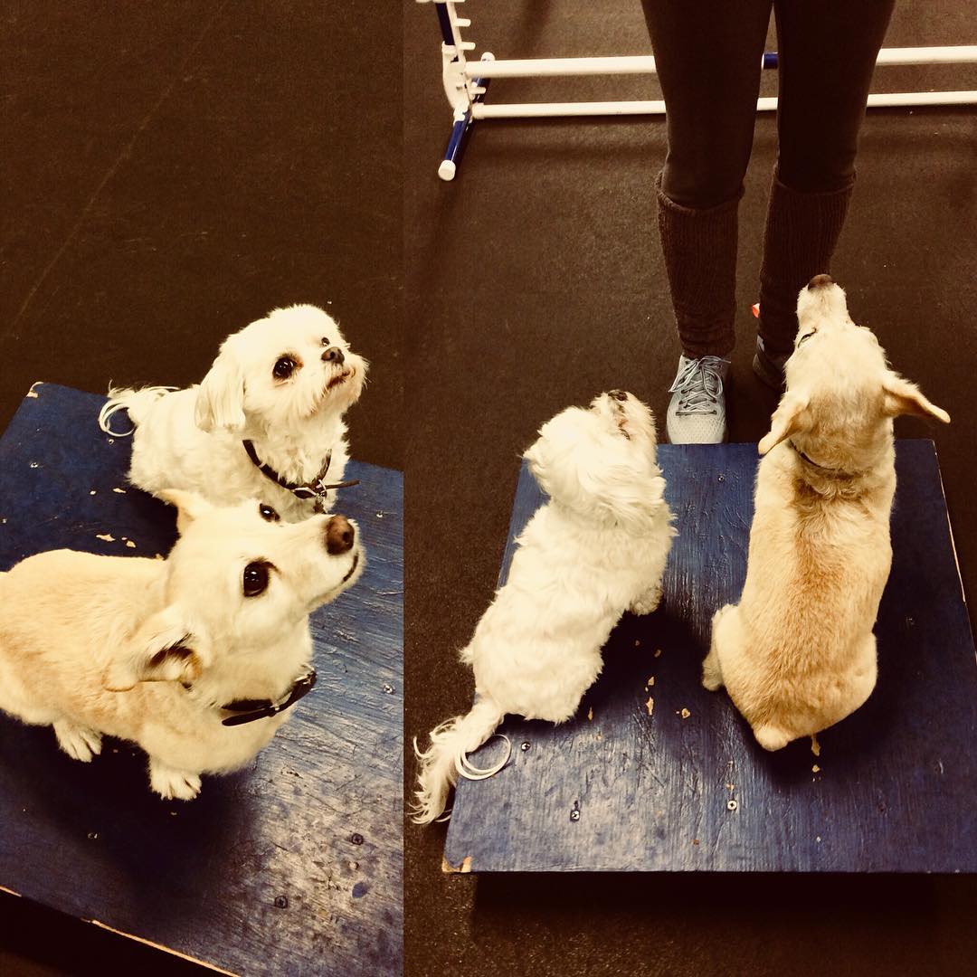 Ziggy and Bailey learning #agility