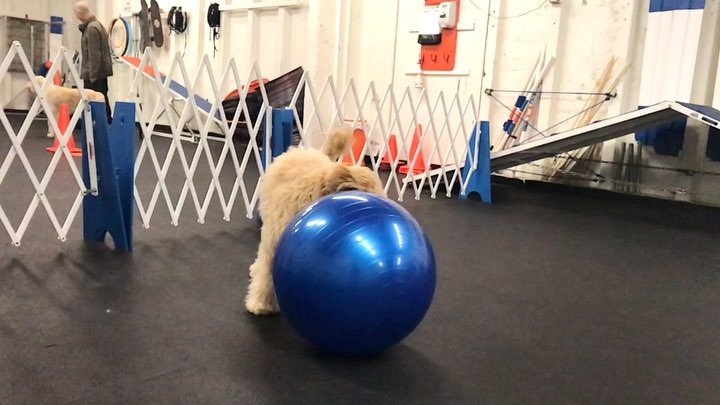 Our Urban Herding workshop started this week! So exciting! ?⚾️?⚽️?