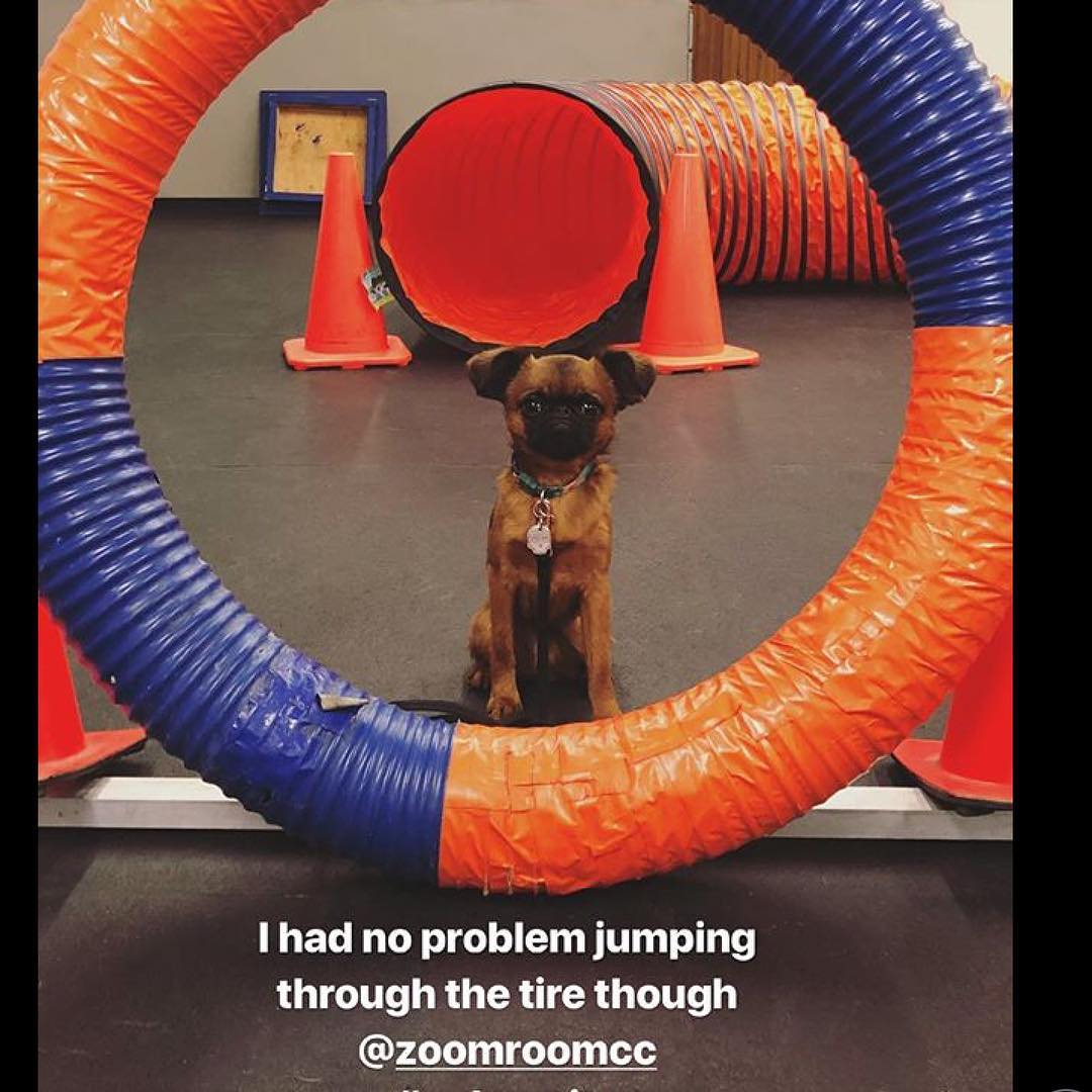 #agility #allstar and #cutiepie @danzigbros  looking cute in class