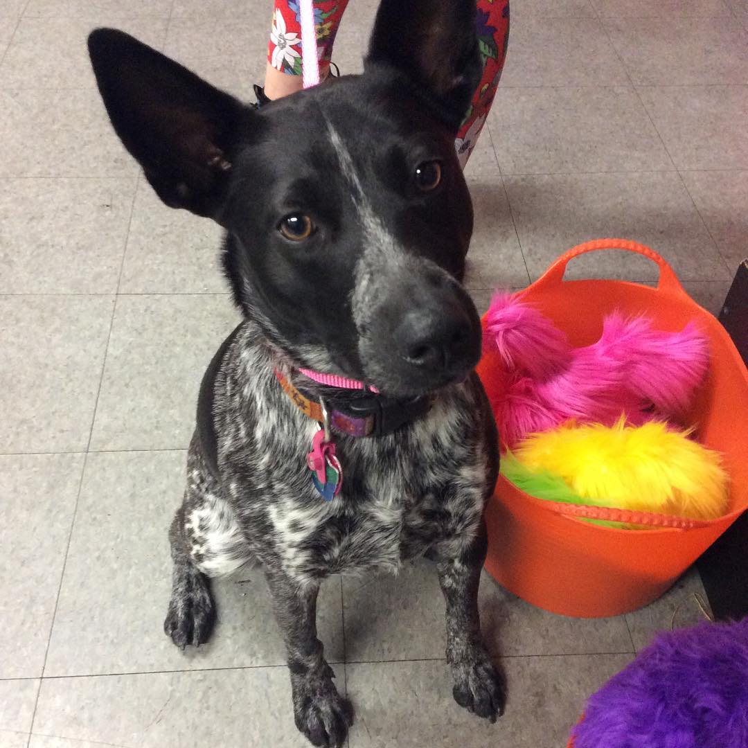 Our friend Penelope checking out some toys before class! ???