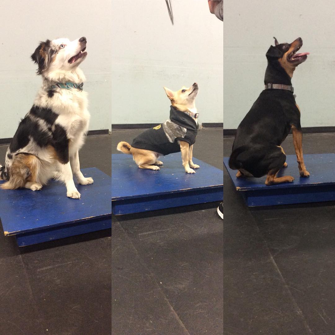 Some seriously cute concentration in #agility class today