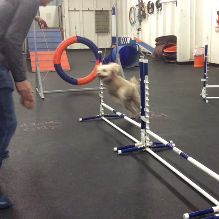 Thursday night Agility League is on fire! Check out Stella burning up the course. Go Stella! ???????#agilityleague #dog