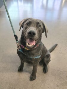 Bodie is dog of the month