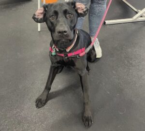 Maggie Mae is dog of the month