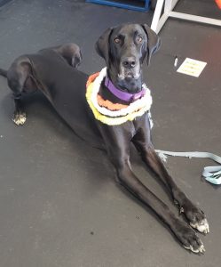 Millie is dog of the month