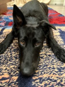 Georgia Press is dog of the month