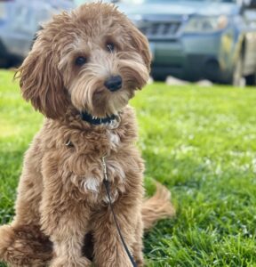 Walnut is dog of the month