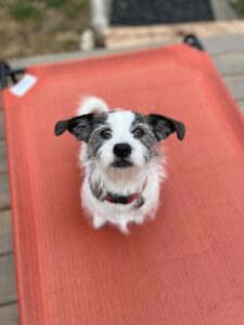 Ricky is dog of the month