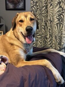 Laurie Strode is dog of the month